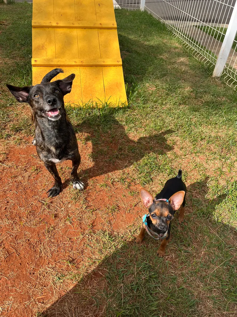 Creche dos cachorros durante a lua de mel